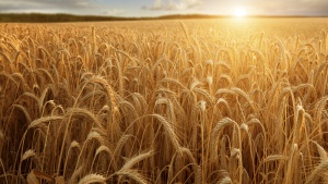 A field of wheat.