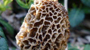 Some mushrooms are delicacies, such as the morel mushroom above. But using trial and error to figure out which mushrooms are edible can be deadly.