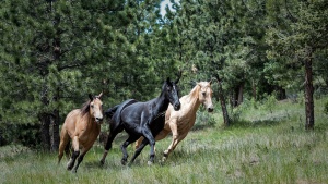 Photo of horses running.