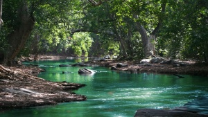 a body of water shaded by trees