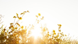 Un amour qui resplendit