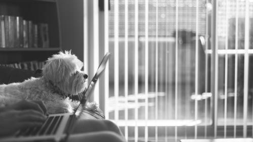 A person sitting on a couch with a laptop and dog.