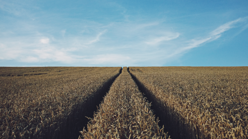 A field of grain.