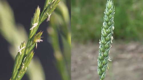 Fruiting head of darnal, fruiting head of wheat.