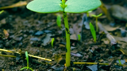 A tiny green plant coming out from the ground.