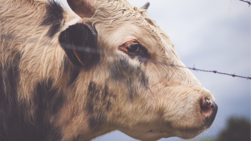 A cow behind a fence.