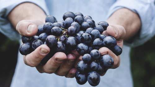 A man holding a large cluster of grapes.