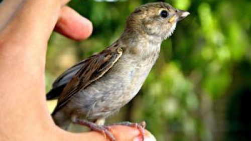 A bird perched on a person&#039;s thumb.