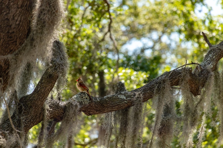 Jekyll Island, Georgia