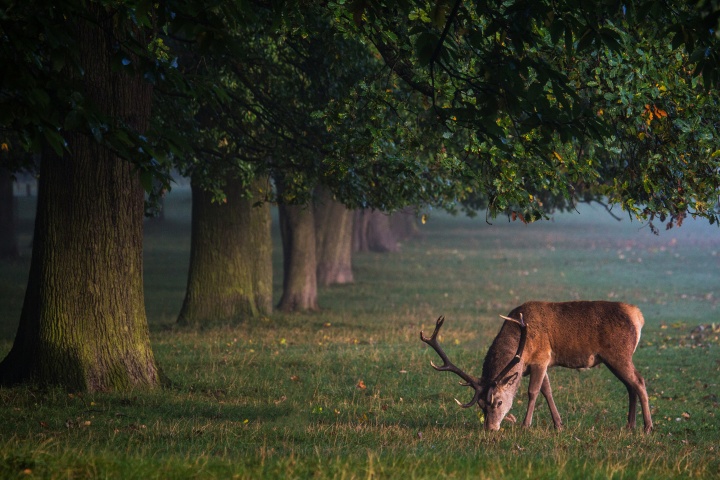 a gazelle grazing in the shadow of leafy green trees