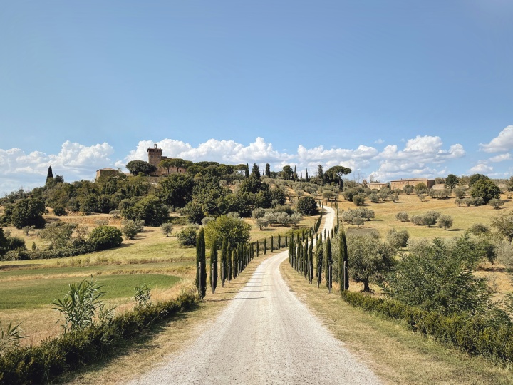 a dirt road lined with thin trees with rolling countryside on either side