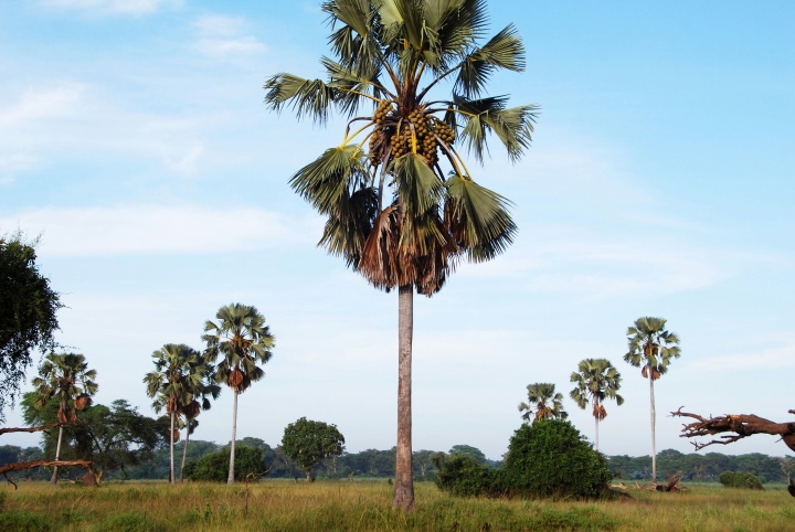 palm trees in a desert landscape