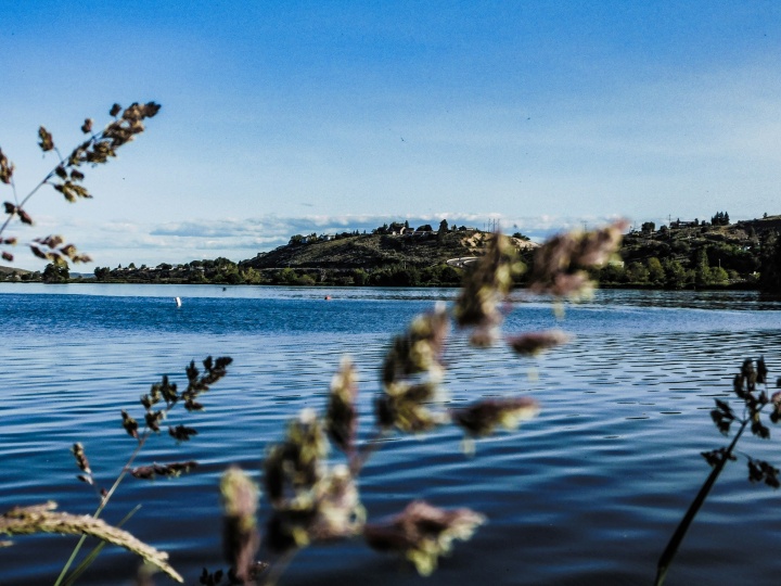 a lake with land in the distance and some plants in the foreground