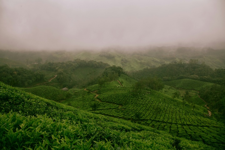 rolling green fields