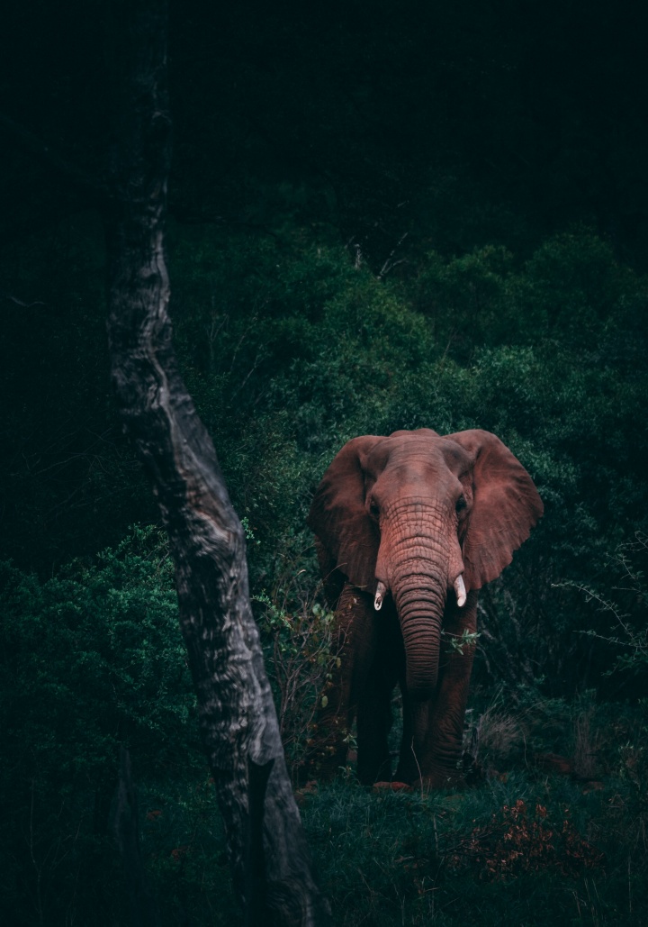 An elephant in the jungle