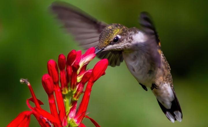 A hummingbird feeding at a flower.