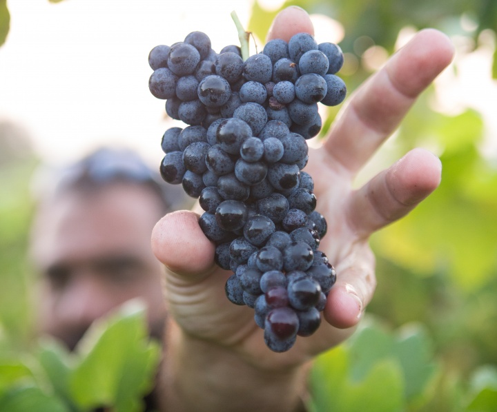 A man reaching for a cluster of grapes on a vine.