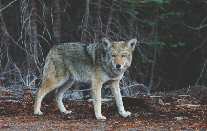 A wolf in the open woods.