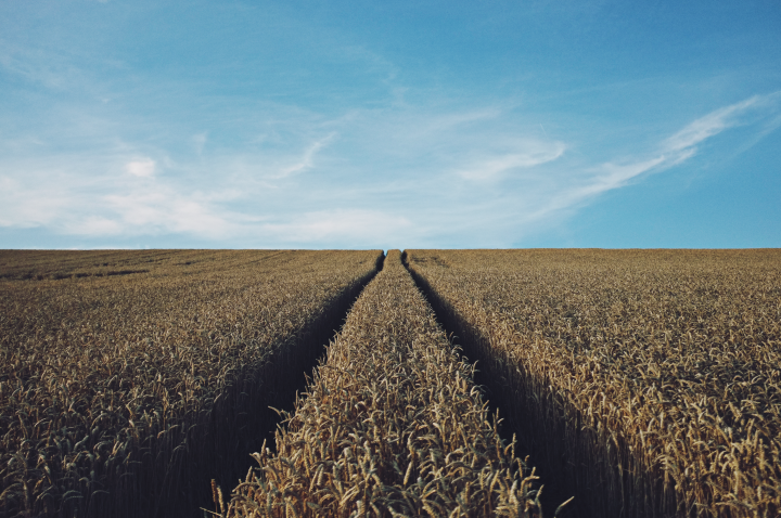 A field of grain.