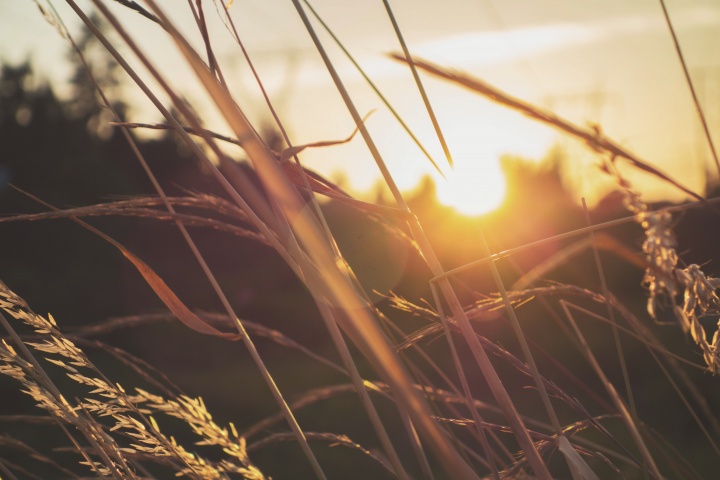 Sunset in a field.