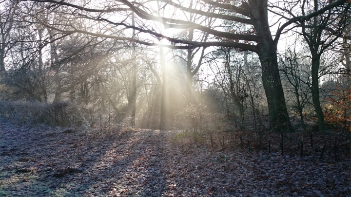 Sun rays coming through the forest.