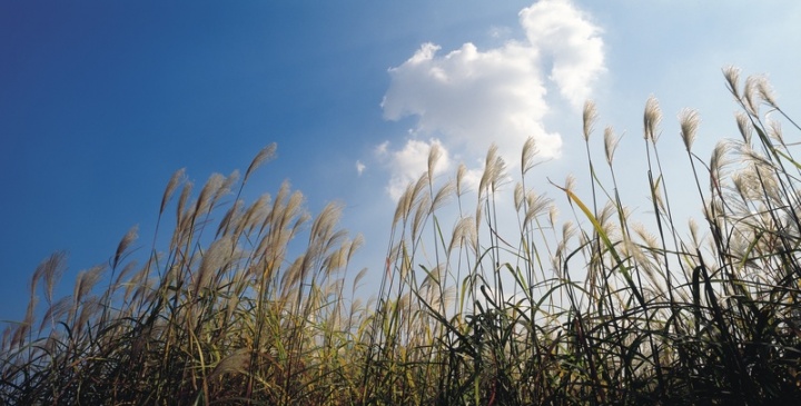 Wheat grass waving in the the blue sky.