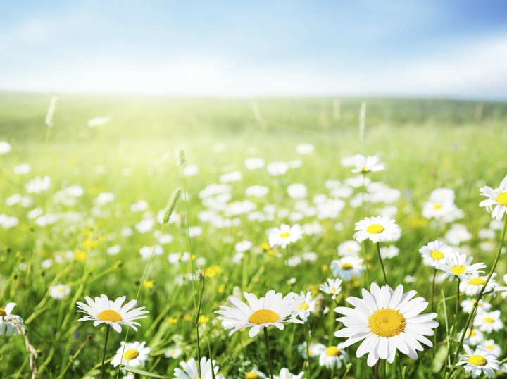 A field of Daises.