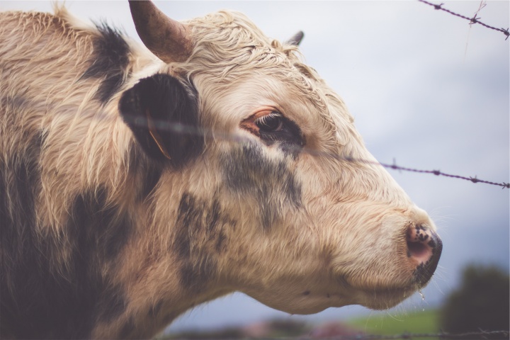 A cow behind a fence.