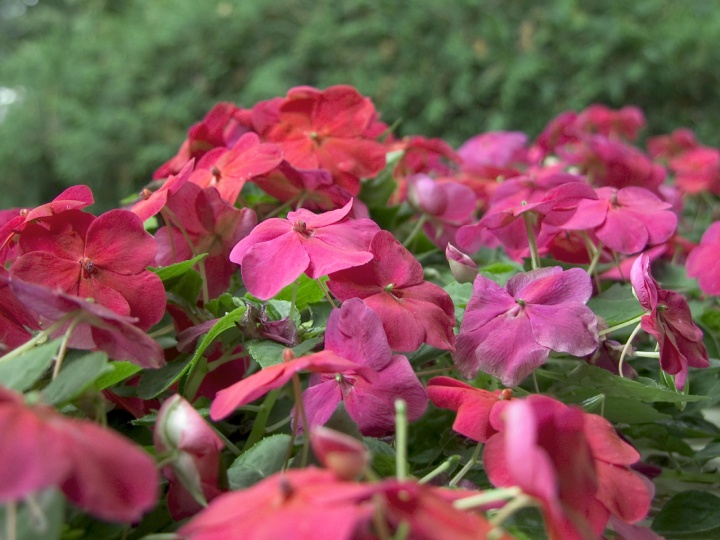 photo of impatiens flowers