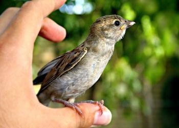 A bird perched on a person's thumb.