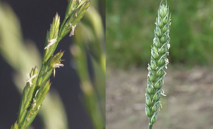 Fruiting head of darnal, fruiting head of wheat.