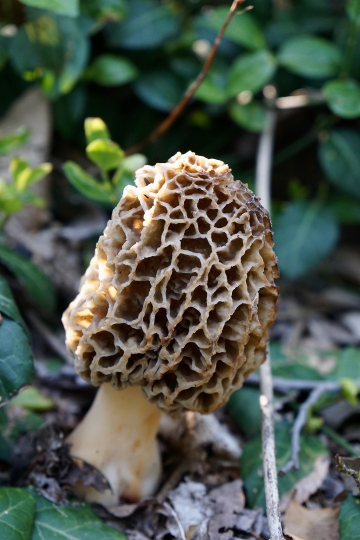 Some mushrooms are delicacies, such as the morel mushroom above. But using trial and error to figure out which mushrooms are edible can be deadly.